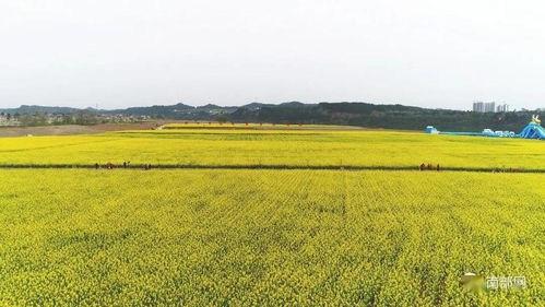 震撼！南部農(nóng)業(yè)播種現(xiàn)場展現(xiàn)科技魅力，網(wǎng)友驚呼 農(nóng)業(yè)已進(jìn)入“未來模式”